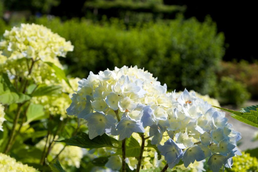 Park Hotel Villa Belvedere Cannobio Luaran gambar